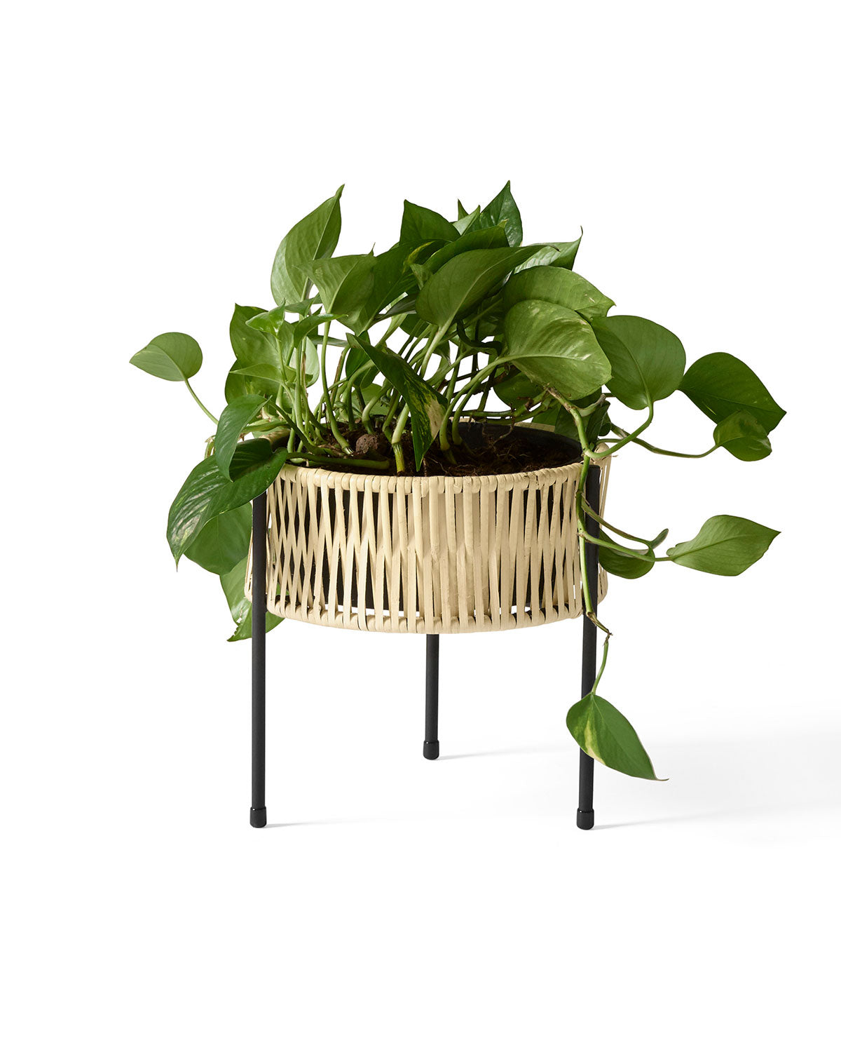 Audo Umanoff Planter